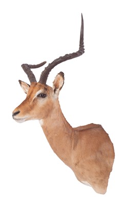 Lot 1142 - Taxidermy: Common Impala (Aepyceros Melampus),...