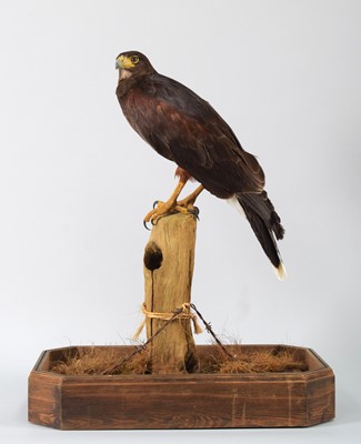 Lot 105 - Taxidermy: Harris Hawk (Parabuteo unicinctus),...