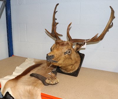 Lot 1126 - Taxidermy: A European Fallowbuck Neck Mount on...