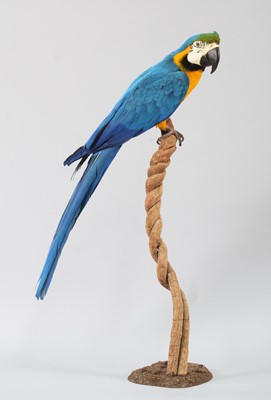 Lot 189 - Taxidermy: Blue-and-Yellow Macaw (Ara...