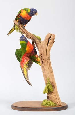 Lot 23 - Taxidermy: A Pair of Rainbow Lorikeets...