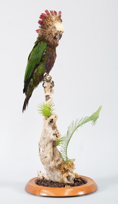 Lot 140 - Taxidermy: An Unusual Red-Fan or Hawk-Headed...