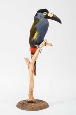 Lot 128 - Taxidermy: An Unusual and Rare Plate-Billed...