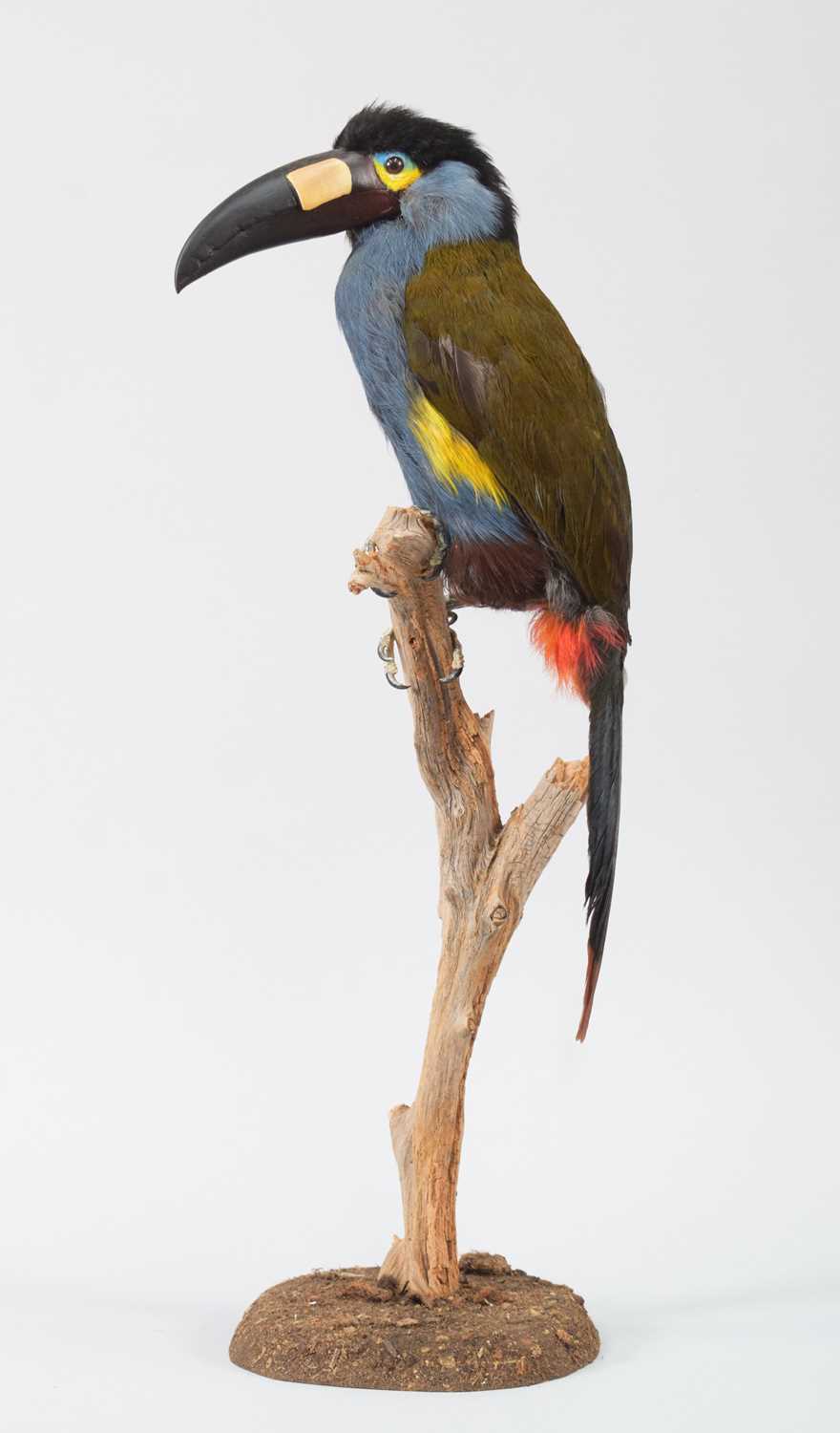Lot 128 - Taxidermy: An Unusual and Rare Plate-Billed...