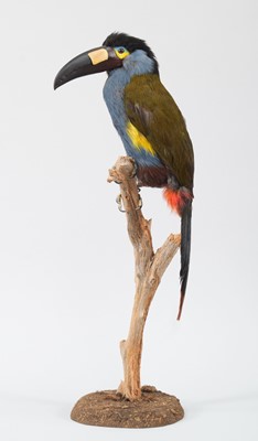 Lot 128 - Taxidermy: An Unusual and Rare Plate-Billed...