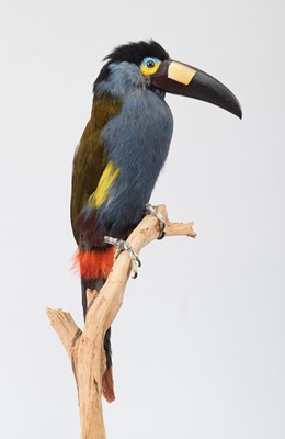 Lot 128 - Taxidermy: An Unusual and Rare Plate-Billed...