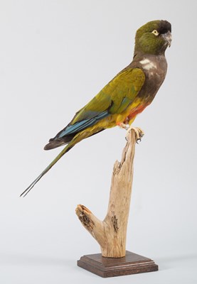 Lot 133 - Taxidermy: A Burrowing or Patagonian Conure...