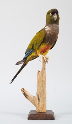 Lot 133 - Taxidermy: A Burrowing or Patagonian Conure...