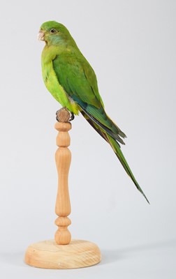 Lot 72 - Taxidermy: A Superb or Barraband's Parrot...