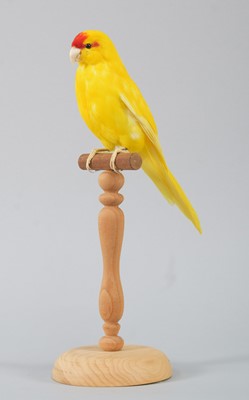 Lot 77 - Taxidermy: Kakariki or Red Crowned Parakeet...