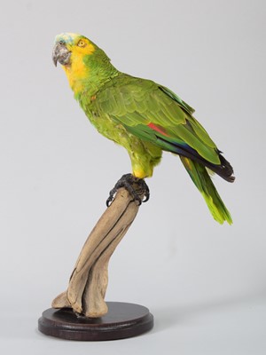 Lot 118 - Taxidermy: Orange-Winged Amazon Parrot...