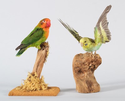 Lot 66 - Taxidermy: An Eastern Rosella Parrot,...