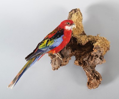 Lot 66 - Taxidermy: An Eastern Rosella Parrot,...