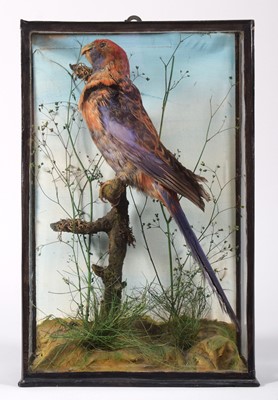 Lot 86 - Taxidermy: A Late Victorian Cased Crimson...