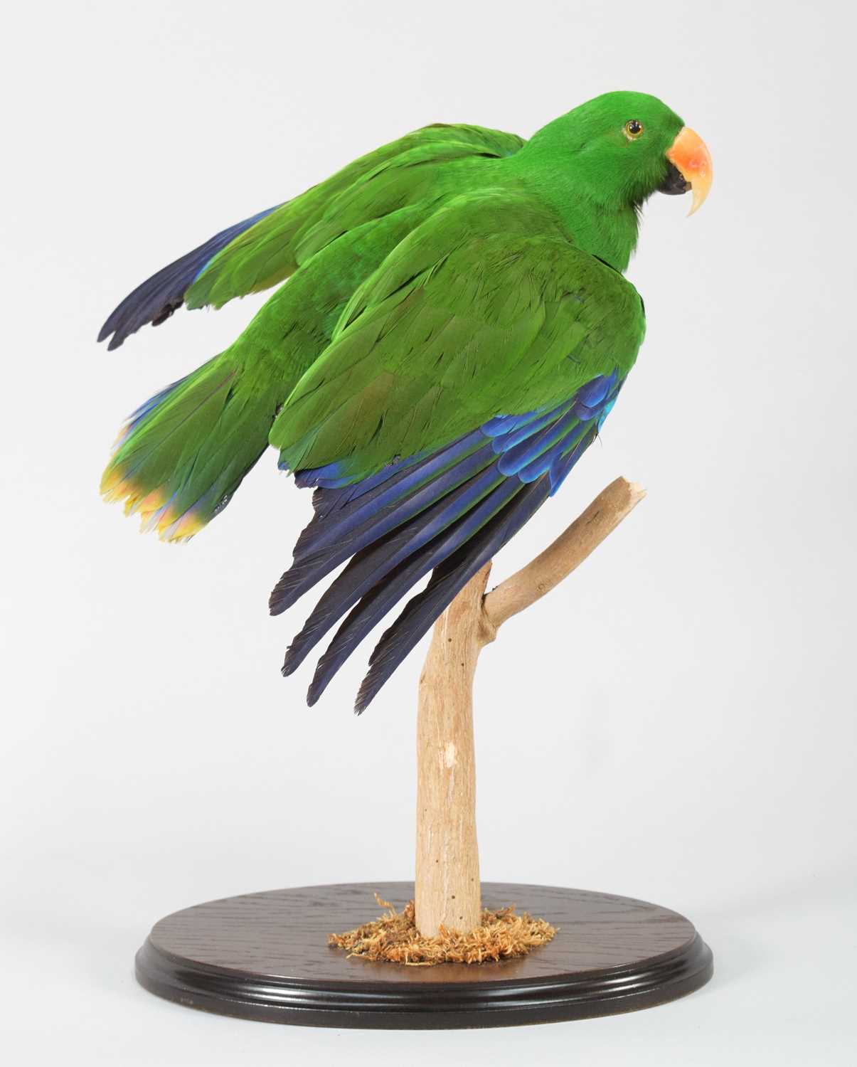 Lot 63 - Taxidermy: Moluccan Eclectus Parrot (Eclectus...