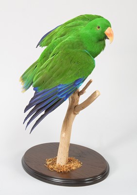 Lot 63 - Taxidermy: Moluccan Eclectus Parrot (Eclectus...