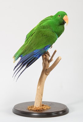 Lot 63 - Taxidermy: Moluccan Eclectus Parrot (Eclectus...