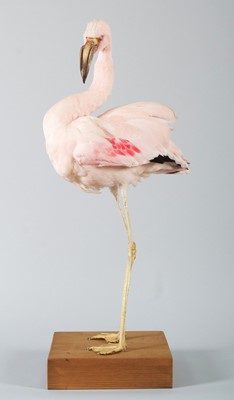 Lot 62 - Taxidermy: Lesser Flamingo (Phoeniconaias...