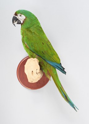 Lot 152 - Taxidermy: Chestnut-Fronted Macaw (Ara...