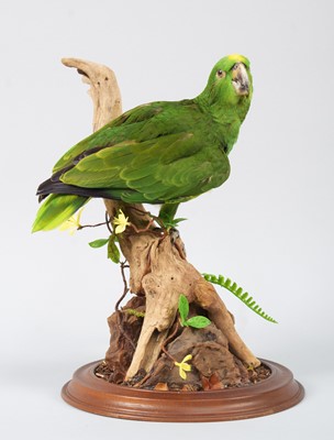 Lot 82 - Taxidermy: A Yellow-Crowned Amazon Parrot...