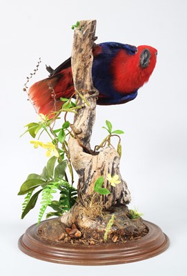 Lot 1 - Taxidermy: Papuan Eclectus Parrot (Eclectus...