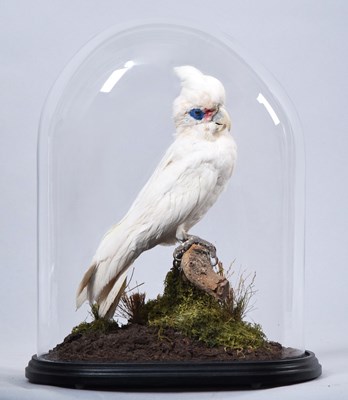 Lot 140 - Taxidermy: A Little Corella Cockatoo (Cacatua...
