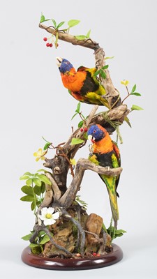 Lot 10 - Taxidermy: A Pair of Red-Collared Lorikeets...