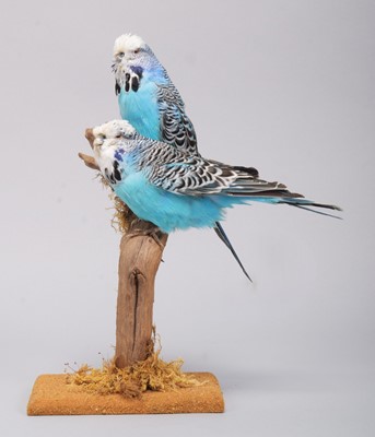 Lot 125 - Taxidermy: A Pair of Blue Budgerigars...