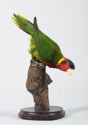 Lot 111 - Taxidermy: Ornate Lorikeet (Saudareos ornata),...