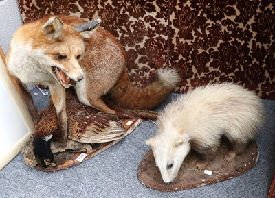 Lot 1143 - Taxidermy: A European Red Fox and Badger, a...