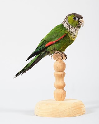 Lot 121 - Taxidermy: Black-Capped Conure (Pyrrhura...