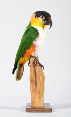 Lot 144 - Taxidermy: Black-Headed Caique (Pionites...