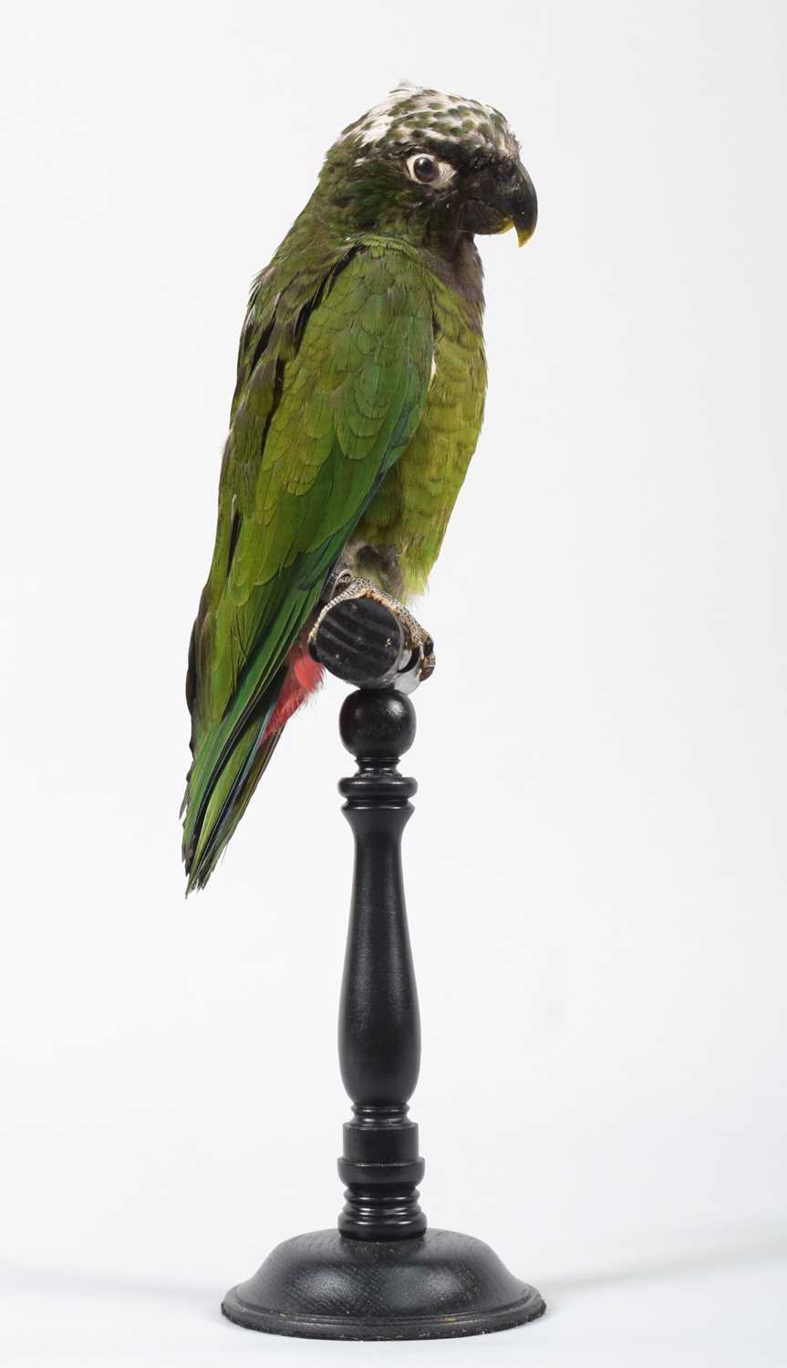 Lot 104 - Taxidermy: Scaly-Headed Parrot (Pionus...