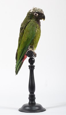 Lot 104 - Taxidermy: Scaly-Headed Parrot (Pionus...