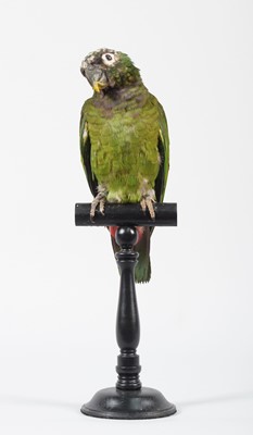 Lot 104 - Taxidermy: Scaly-Headed Parrot (Pionus...