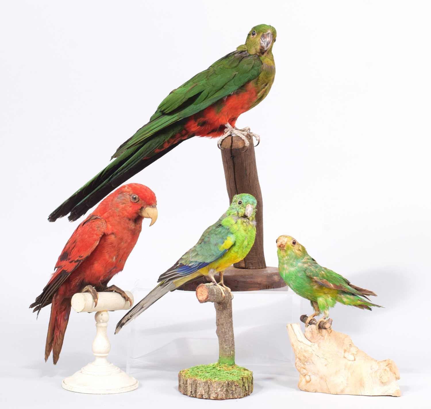 Lot 122 - Taxidermy: A Group of Various Tropical Parrots...