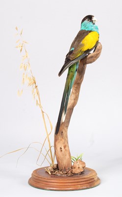 Lot 138 - Taxidermy: Hooded Parrot (Psephotellus...