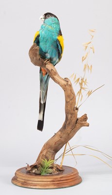 Lot 138 - Taxidermy: Hooded Parrot (Psephotellus...