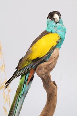 Lot 138 - Taxidermy: Hooded Parrot (Psephotellus...