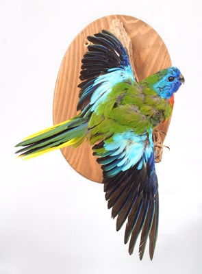 Lot 36 - Taxidermy: Scarlet-Chested Parrot (Neophema...