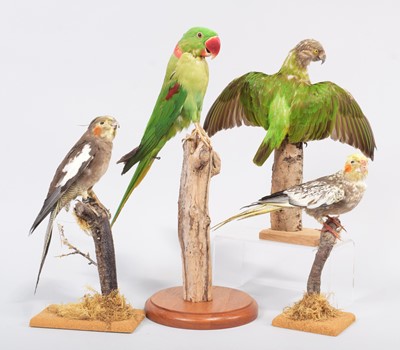 Lot 101 - Taxidermy: A Group of Various Tropical Parrots...