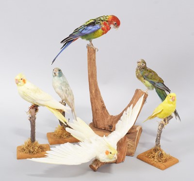 Lot 96 - Taxidermy: A Group of Cockatiels, Parakeets...