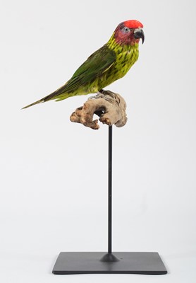 Lot 147 - Taxidermy: Goldie's Lorikeet (Glossoptilus...