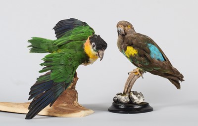 Lot 20 - Taxidermy: A Black-Headed Parrot and an...