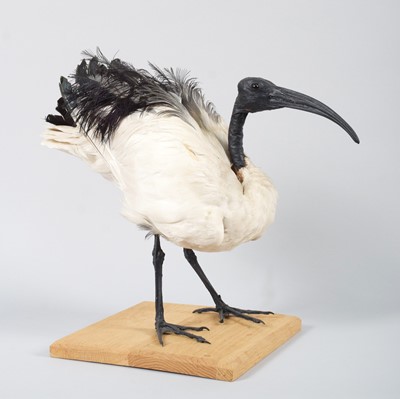 Lot 45 - Taxidermy: Sacred Ibis (Threskiornis...