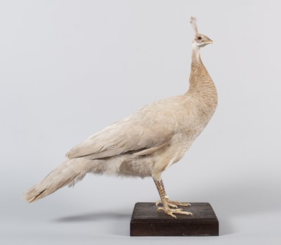 Lot 130 - Taxidermy: Black-Shouldered Peahen (Pavo...