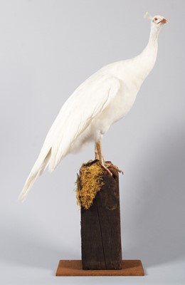 Lot 24 - Taxidermy: White Peahen (Pavo cristatus),...