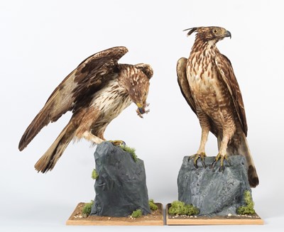 Lot 85 - Taxidermy: A Pair of Hodgson's or Mountain...