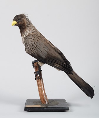 Lot 13 - Taxidermy: A Western Plantain-eater or Go-Away-...