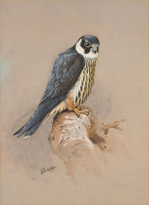 Lot 1015 - George Edward Lodge (1860-1954) European Hobby...